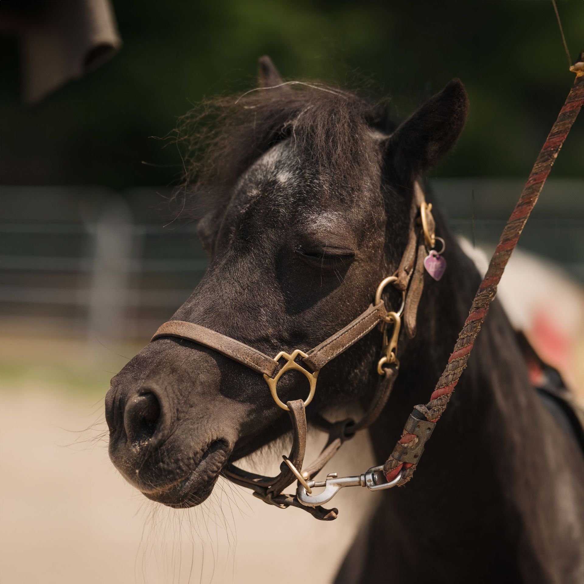 A close up of a black horse wearing a bridle