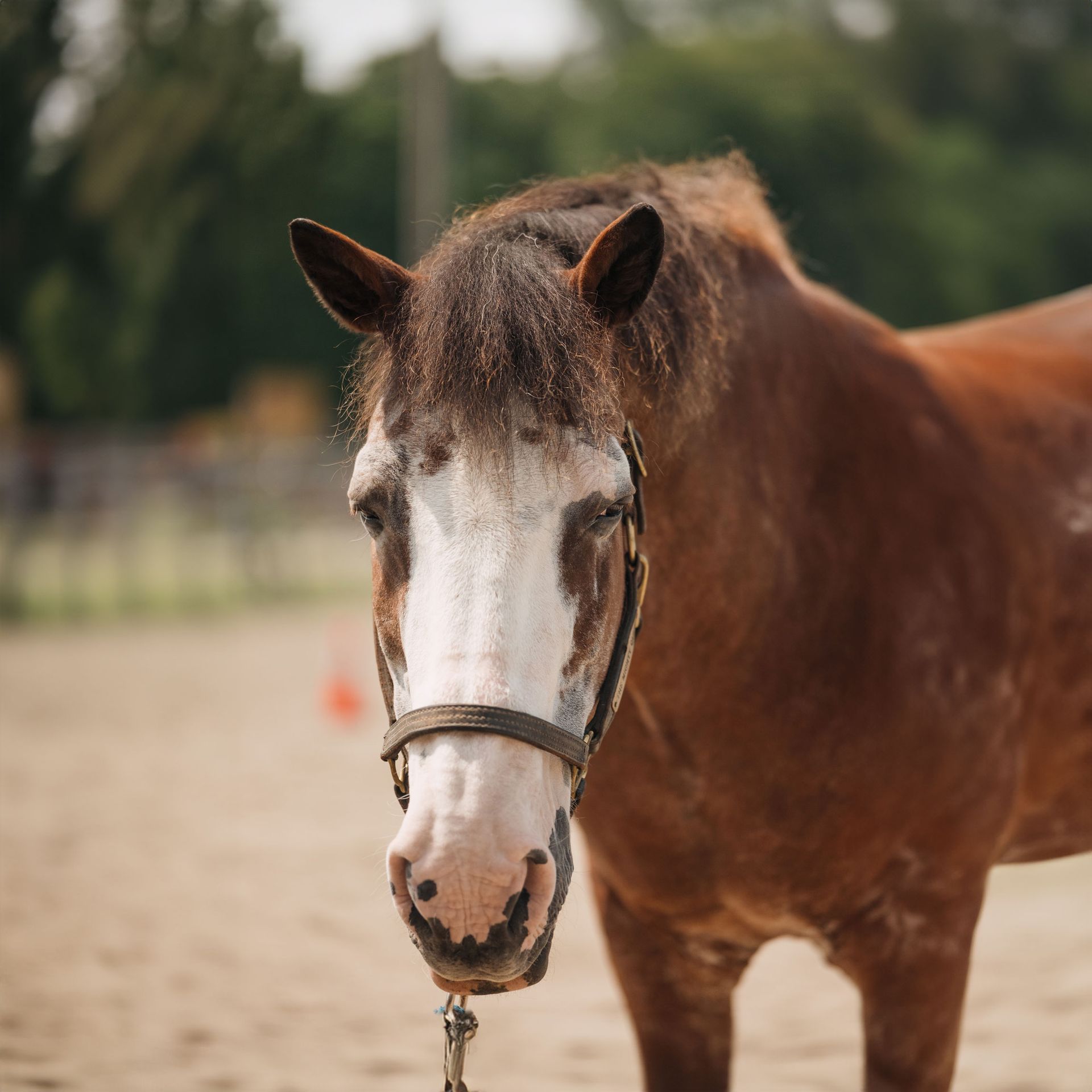 A brown horse with a white face is wearing a bridle