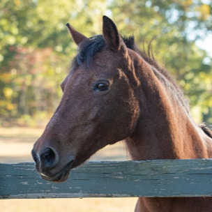 A brown horse looking over a wooden fence