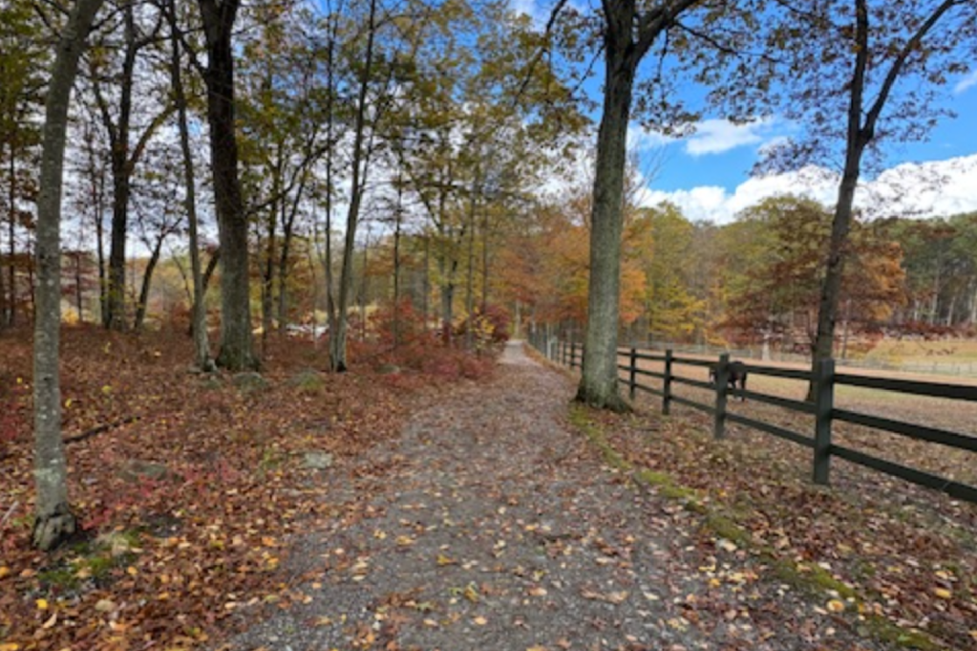 Gravel path through a forest, lined by trees with fall foliage and a wooden fence along the right side.