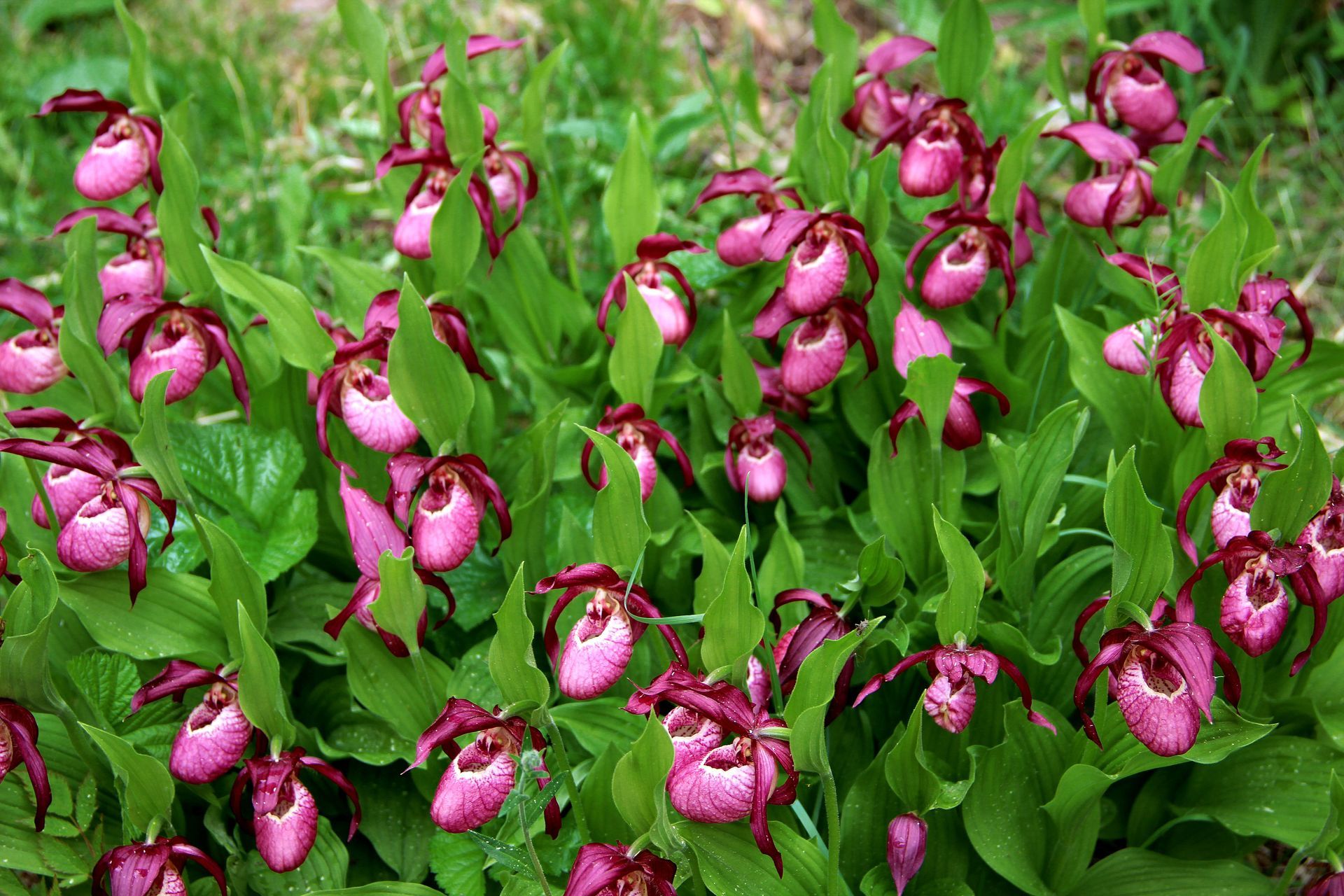 Pink and maroon lady slipper orchids with green leaves in a natural setting.