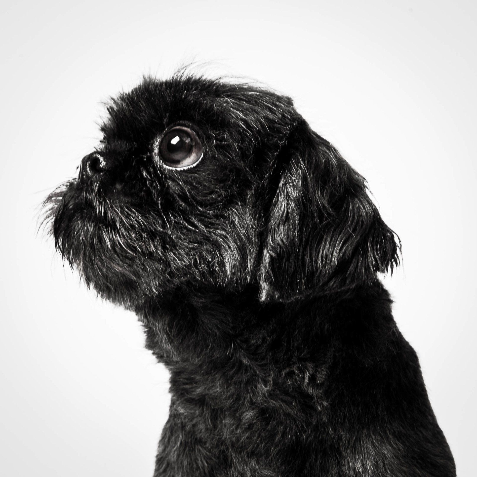 Een close-up van een zwarte hond die omhoog kijkt