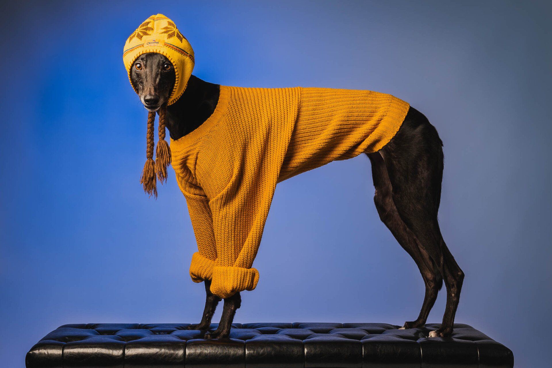 Een windhond draagt een gele trui en een hoed.