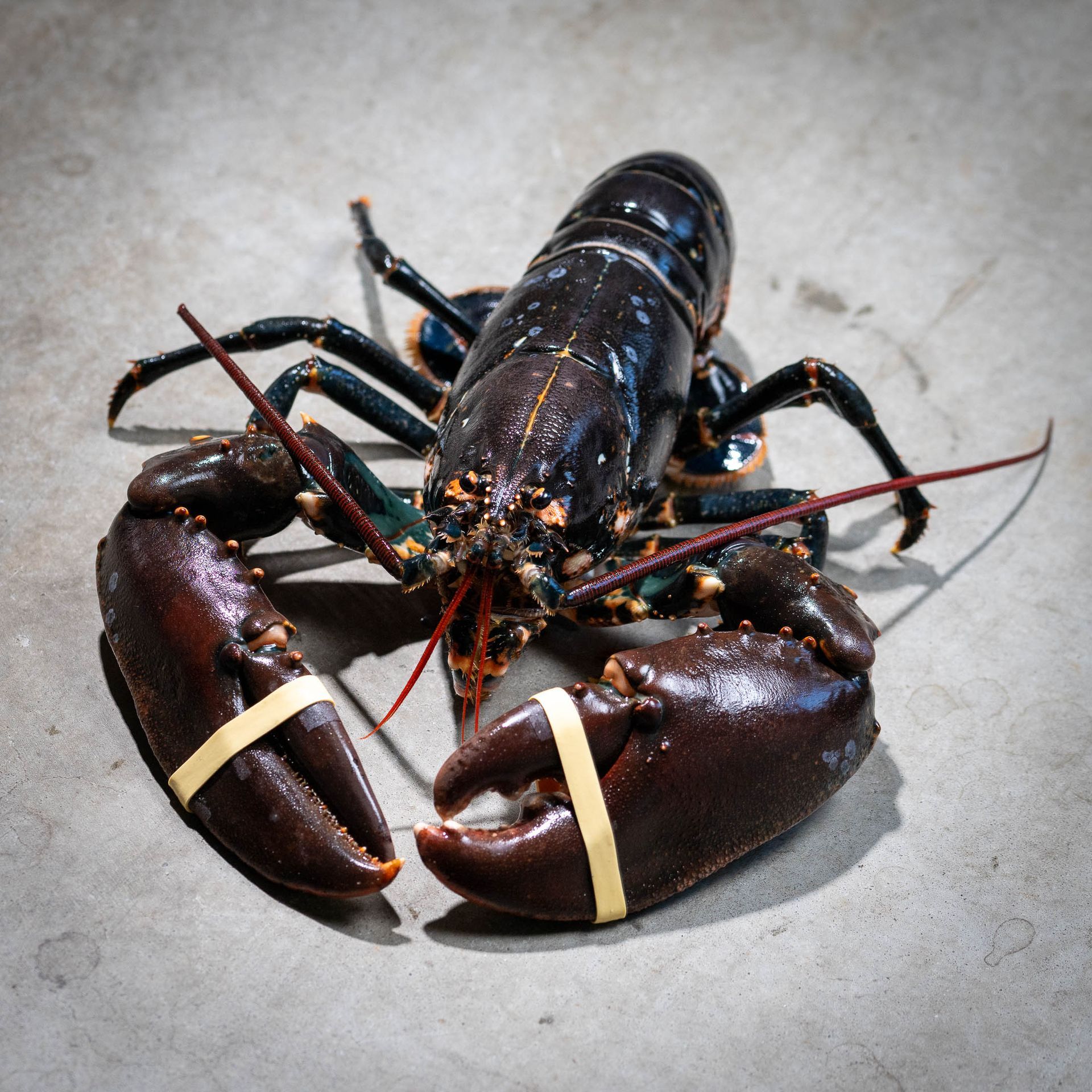 Een close-up van een kreeft op een betonnen oppervlak