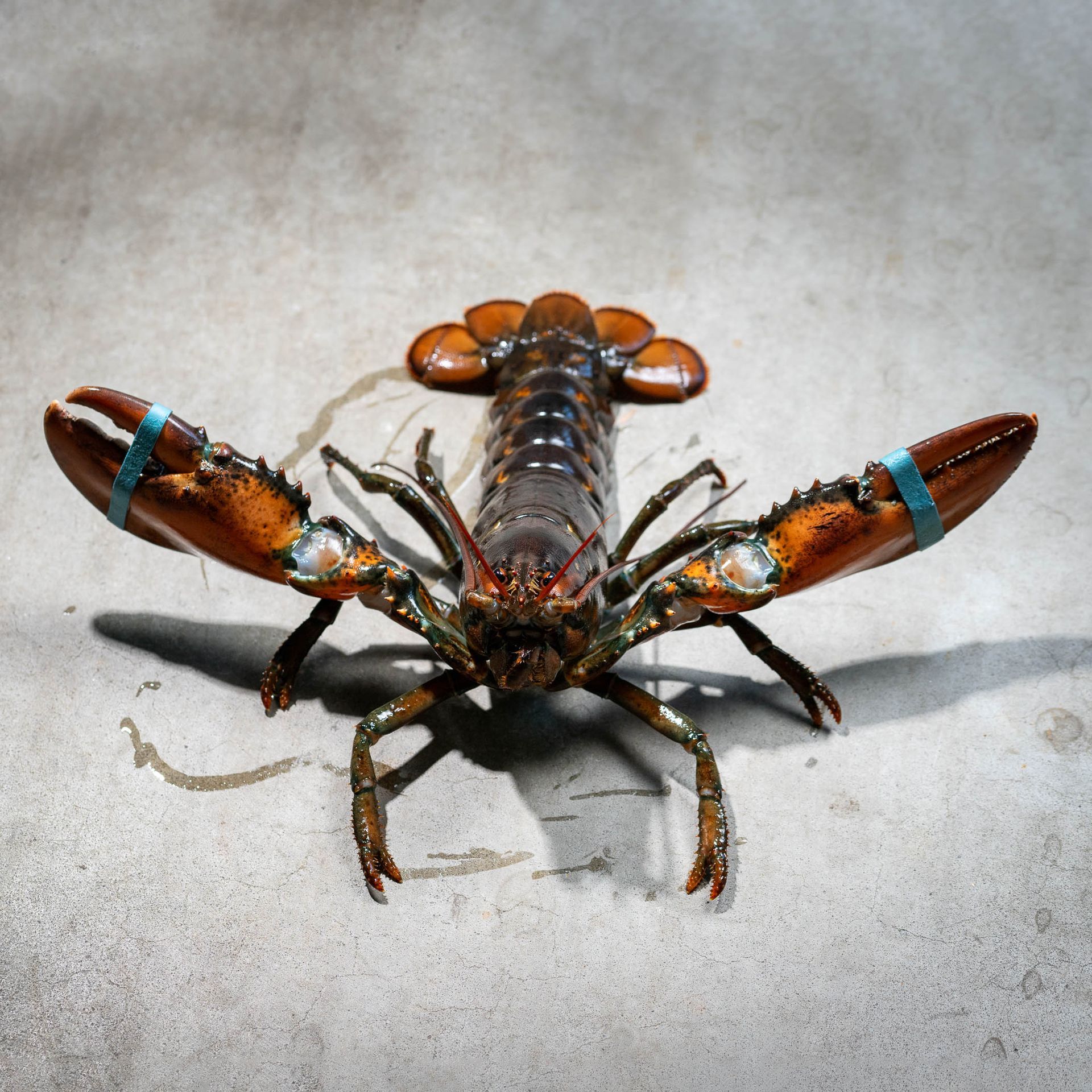Een close-up van een kreeft met zijn klauwen uitgestrekt