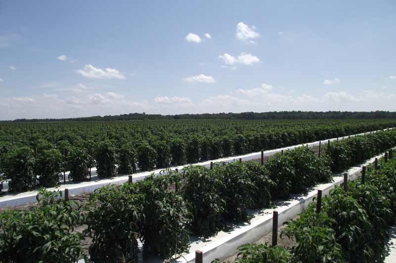 Tomato Supplier Ruskin FL Tomatoes of Ruskin Our Farms