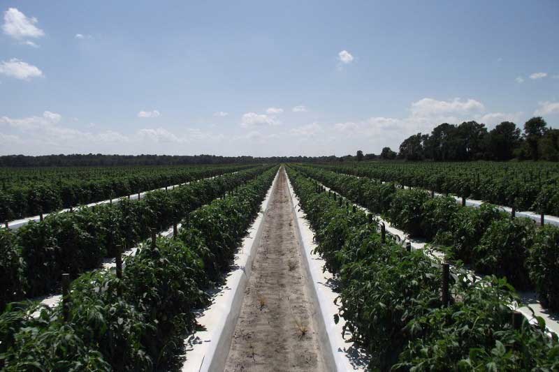 Tomato Supplier Ruskin FL Tomatoes of Ruskin Our Farms