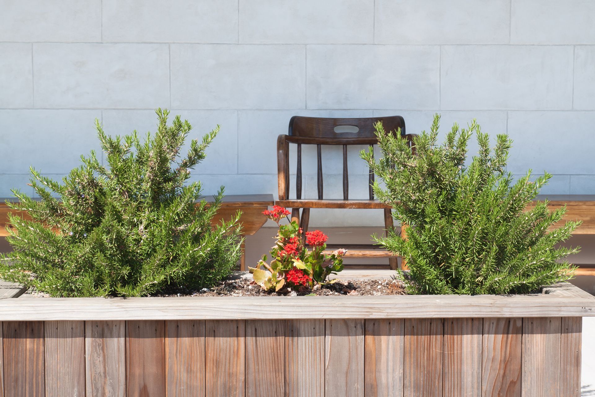 Wooden chair behind a planter with green shrubs and red flowers against a light wall