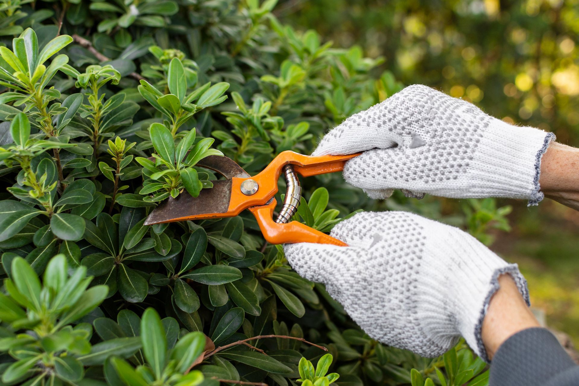 a person is cutting a bush with a pair of scissors.