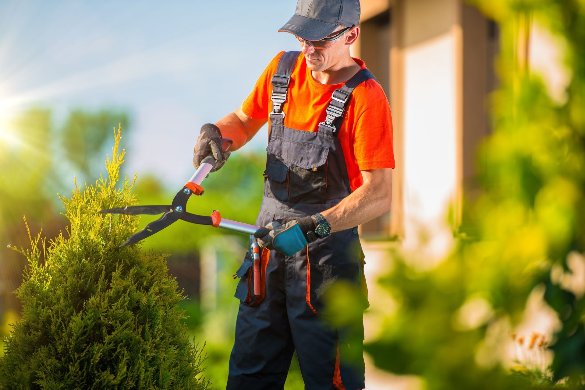 a man is cutting a bush with a pair of scissors .