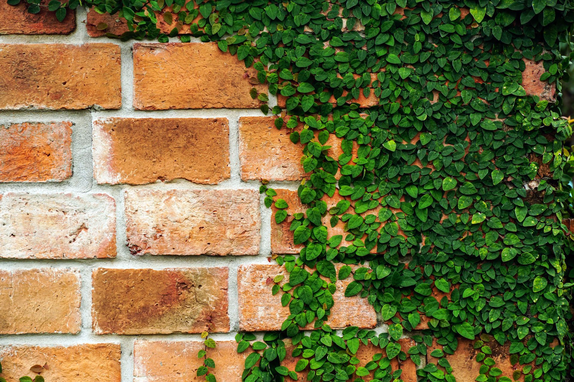 a close up of a brick wall with ivy growing on it .