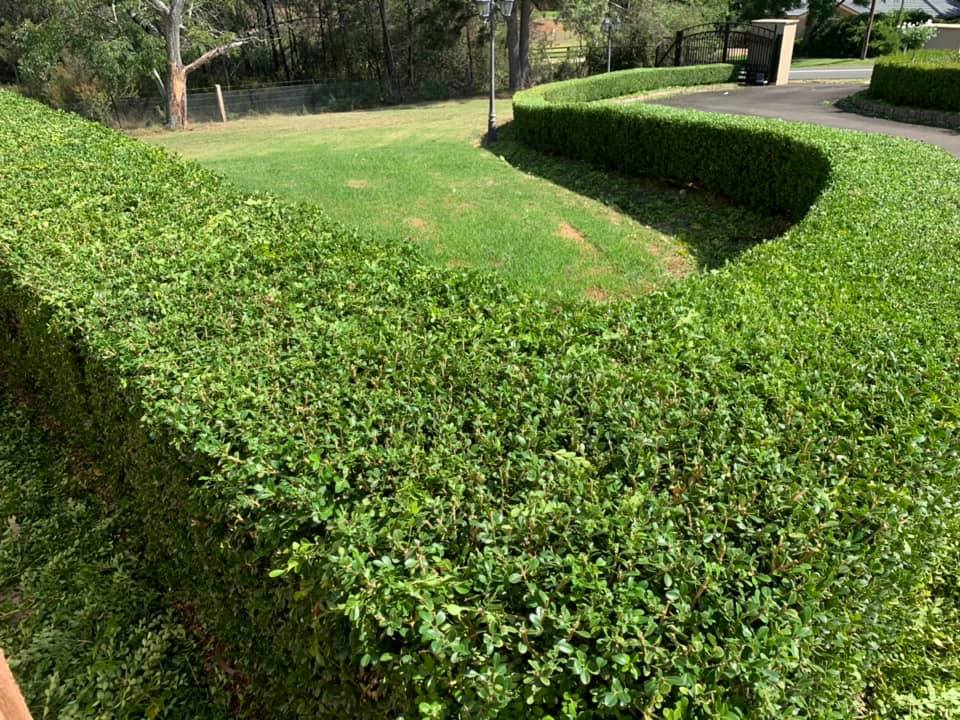 Hedge | Emu Heights, NSW | Penrith Valley Garden Care
