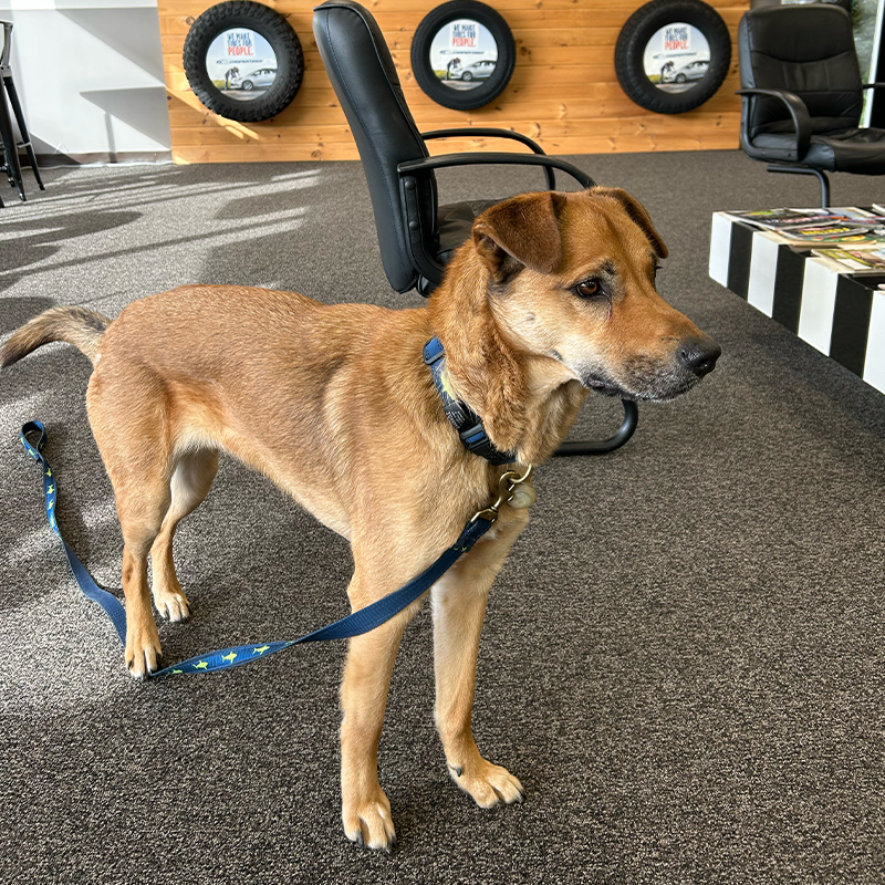 A brown dog is standing in a room with tires on the wall