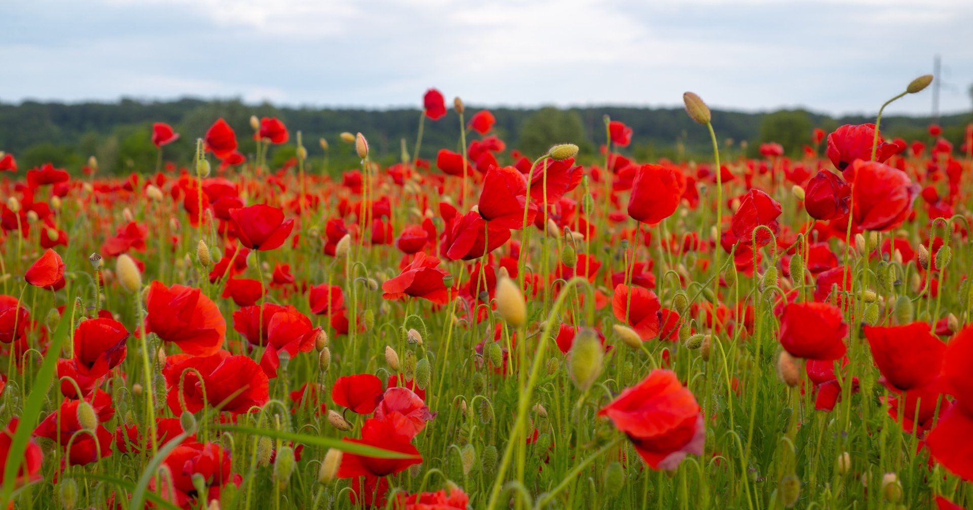 Flowers field