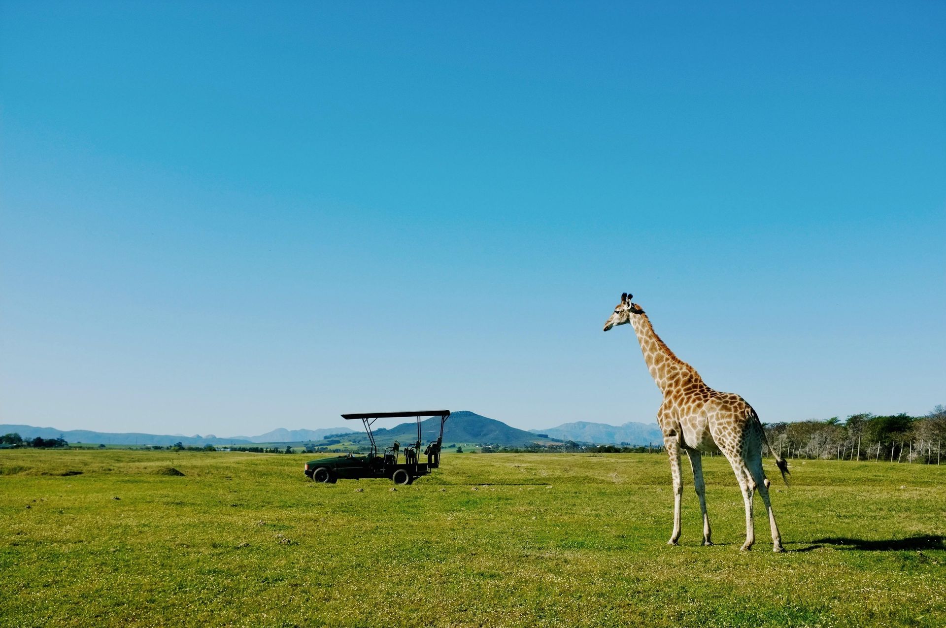Giraffe standing in grassy field next to a safari vehicle, blue sky overhead.