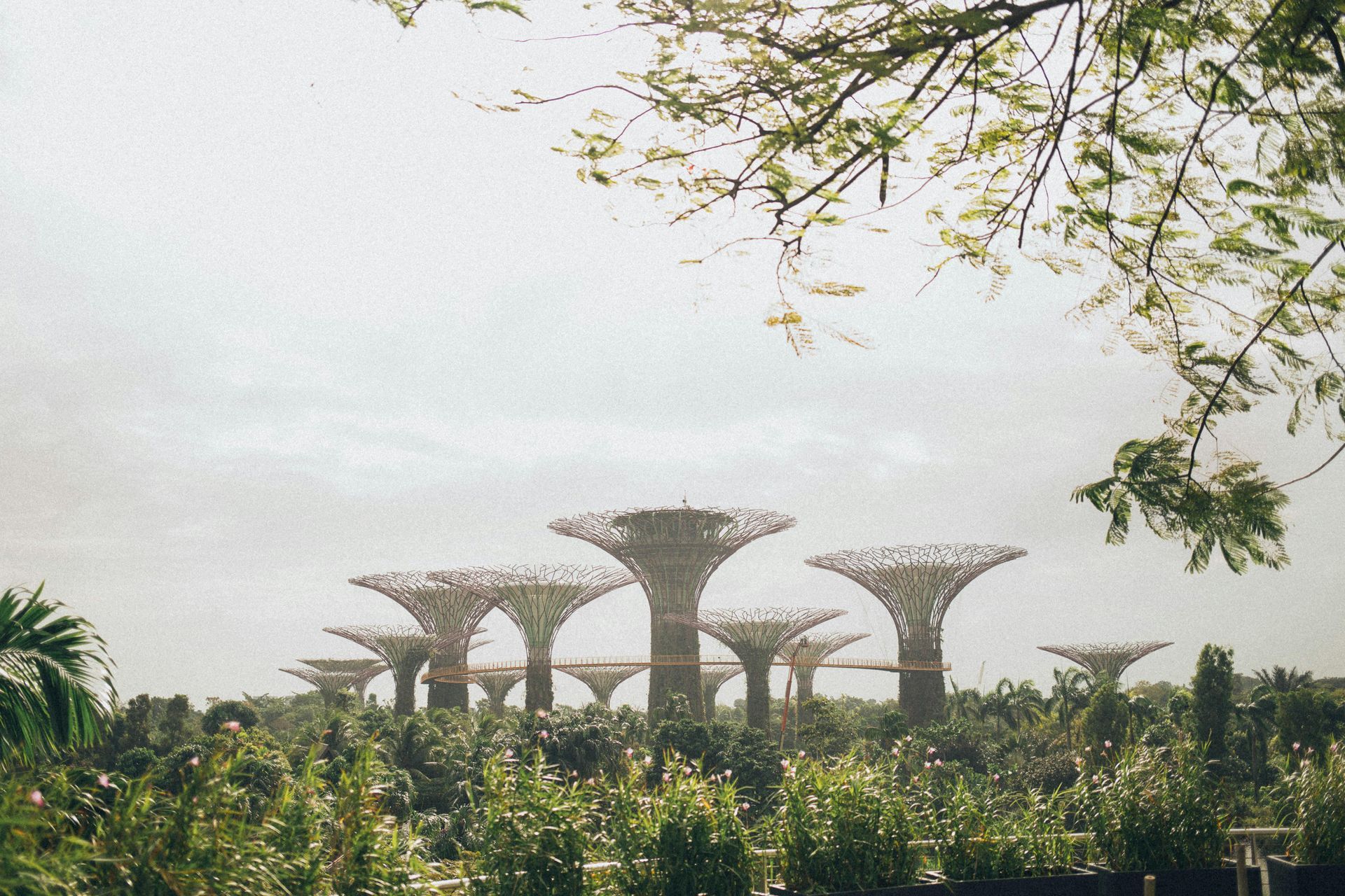 Gardens by the Bay, Singapore. Supertrees rise above greenery under a cloudy sky.