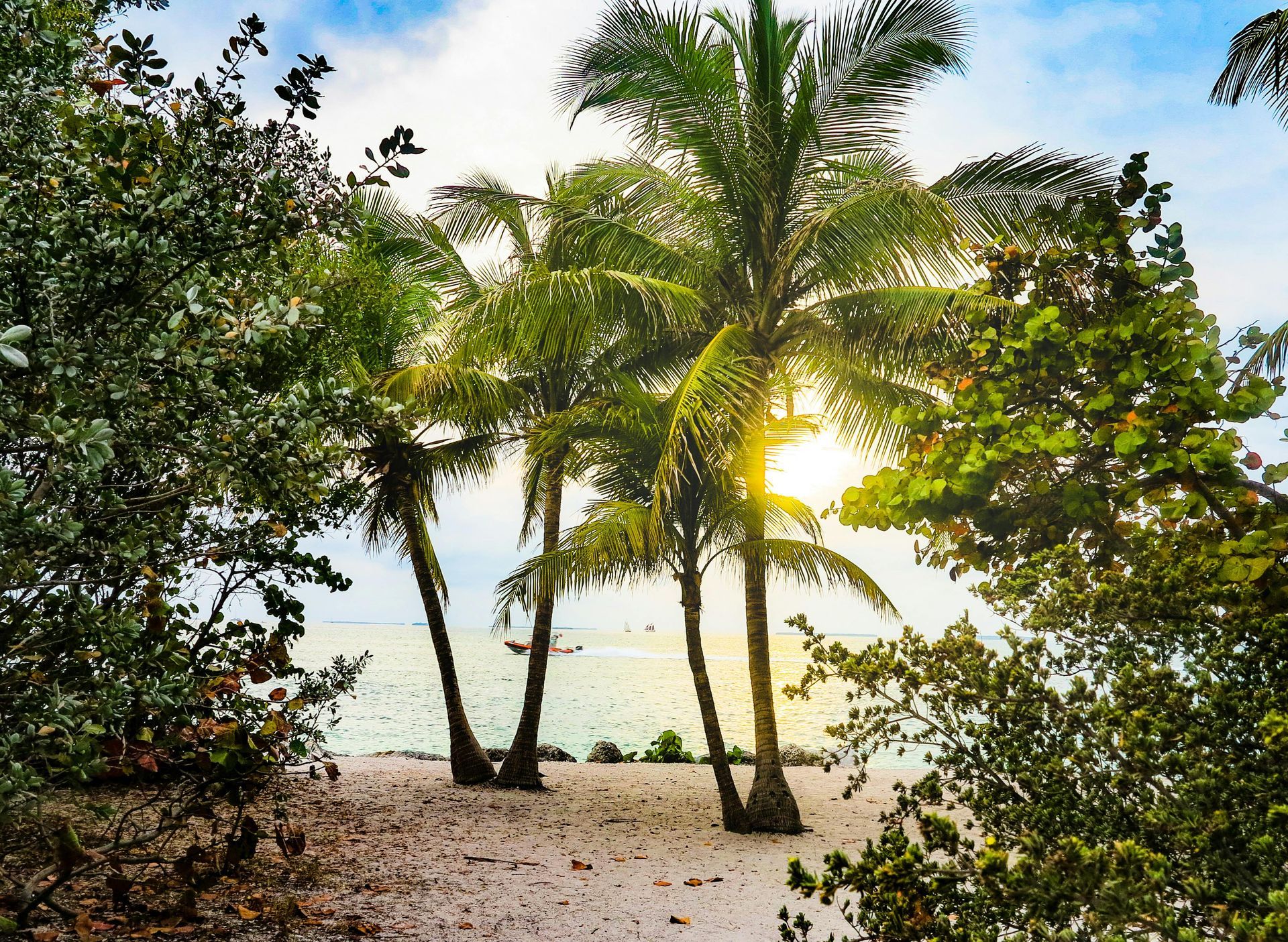 Palm trees on a sandy beach with the sun shining through, framed by lush green foliage.