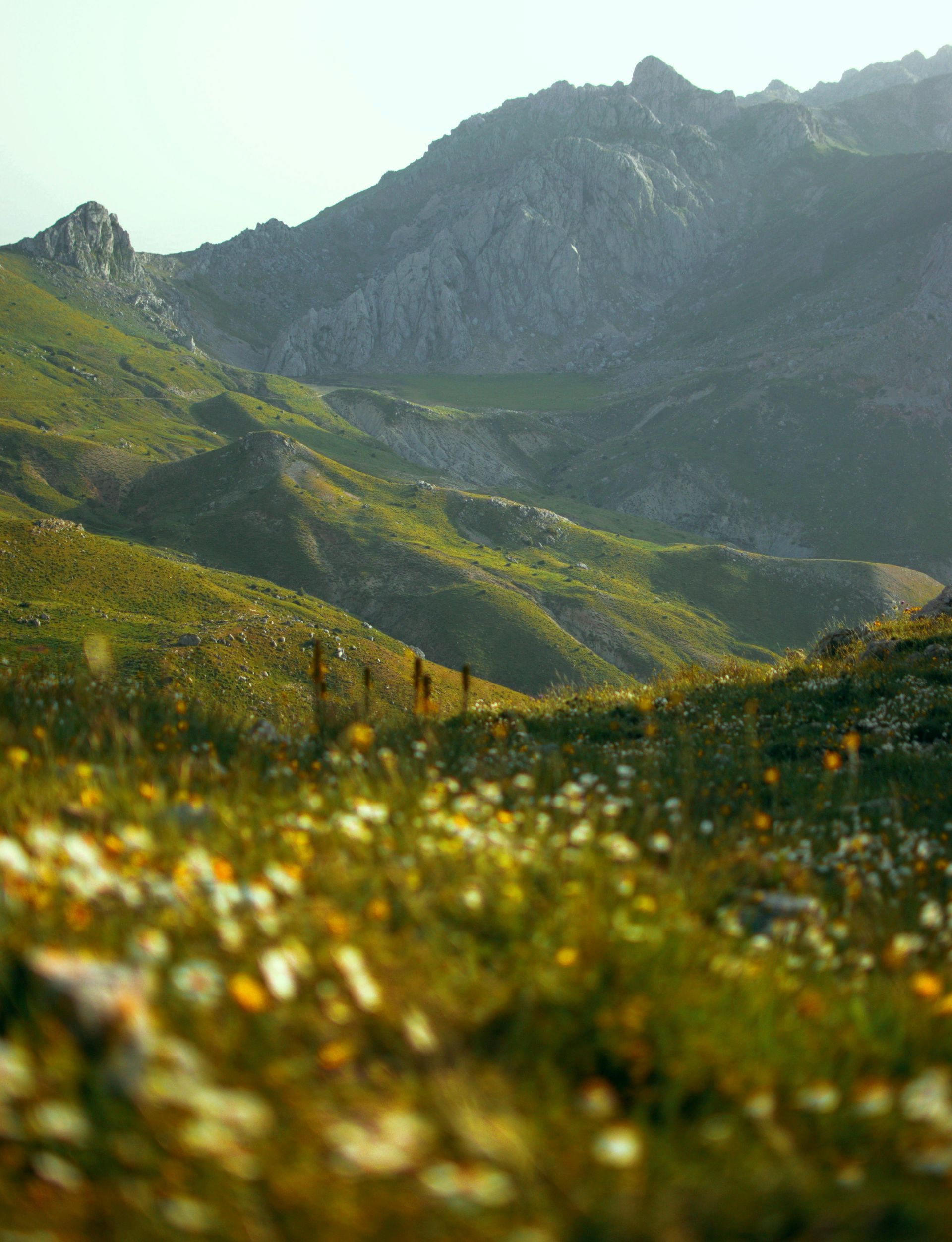 Rolling green hills dotted with wildflowers, leading to a rugged, gray mountain range under a bright sky.