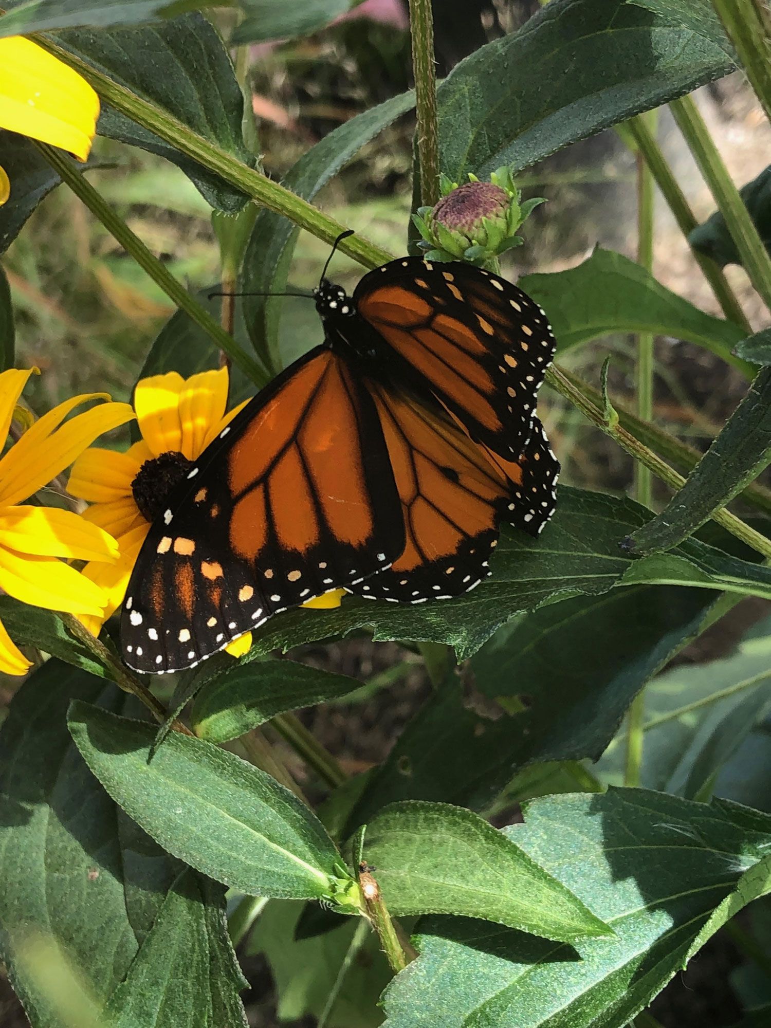 Monarch on Black Eyed Susan.