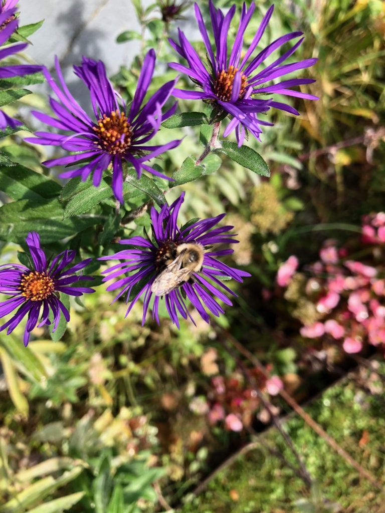 New York Aster.