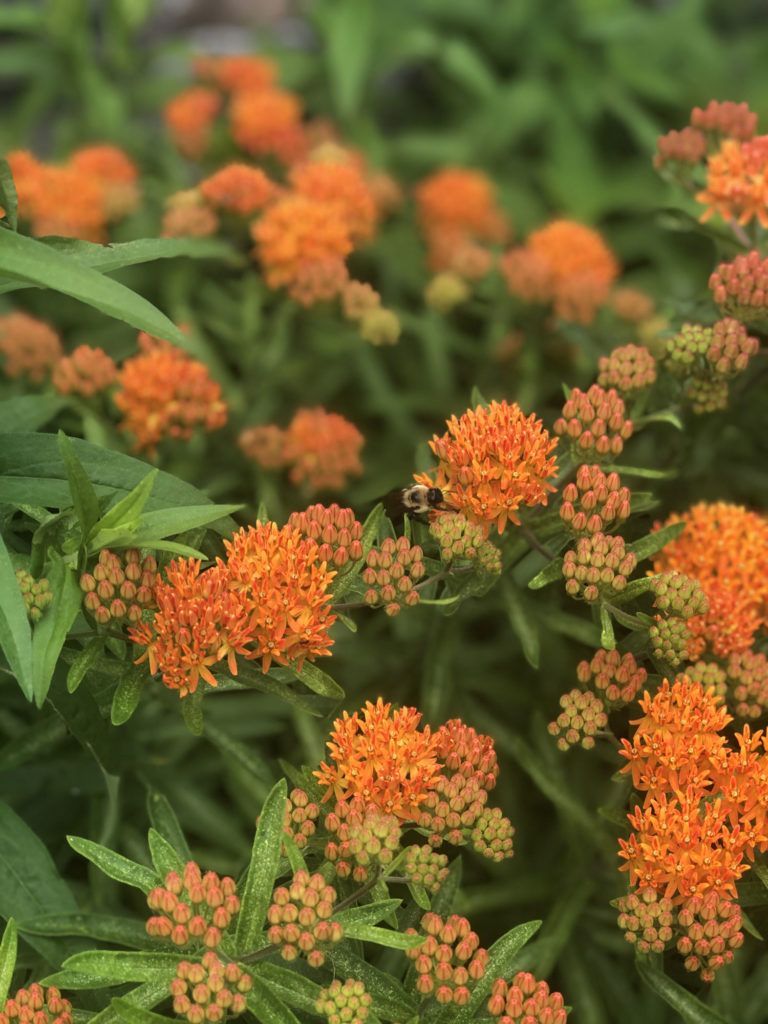 Honeybee on Butterfly Weed.