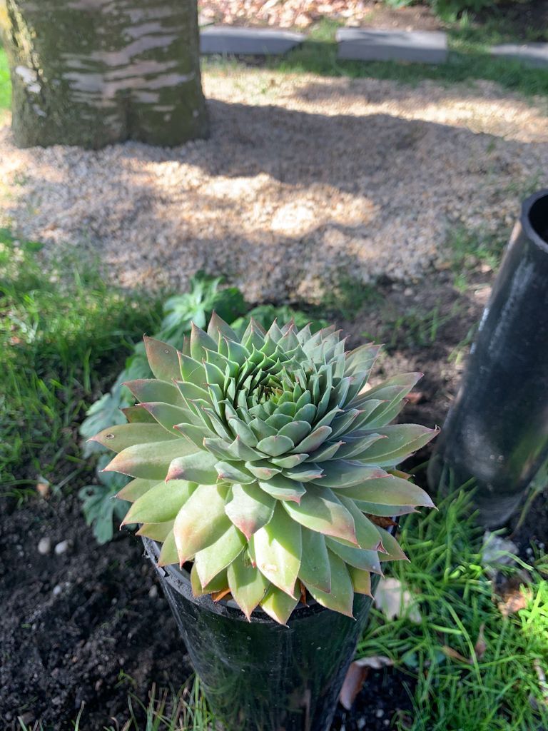 Succulents
