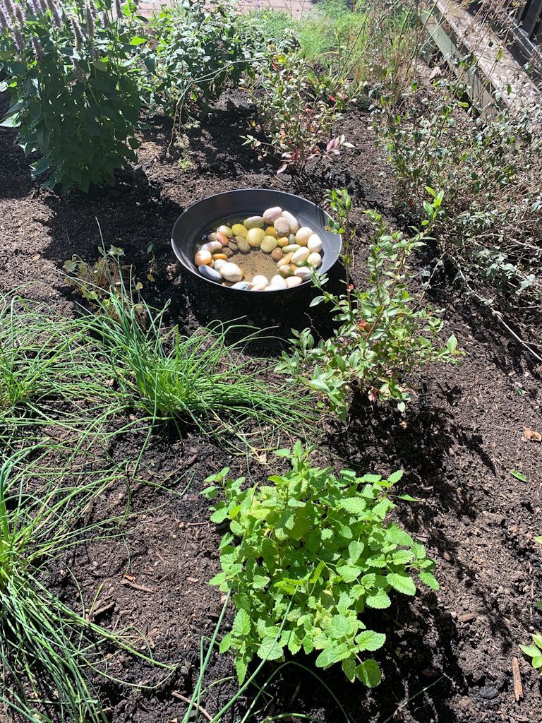 Close up of the garden