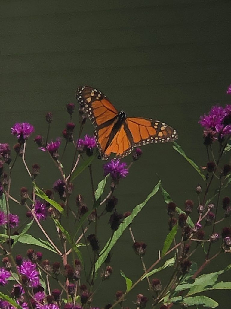 Monarch Butterfly on New York Ironweed.