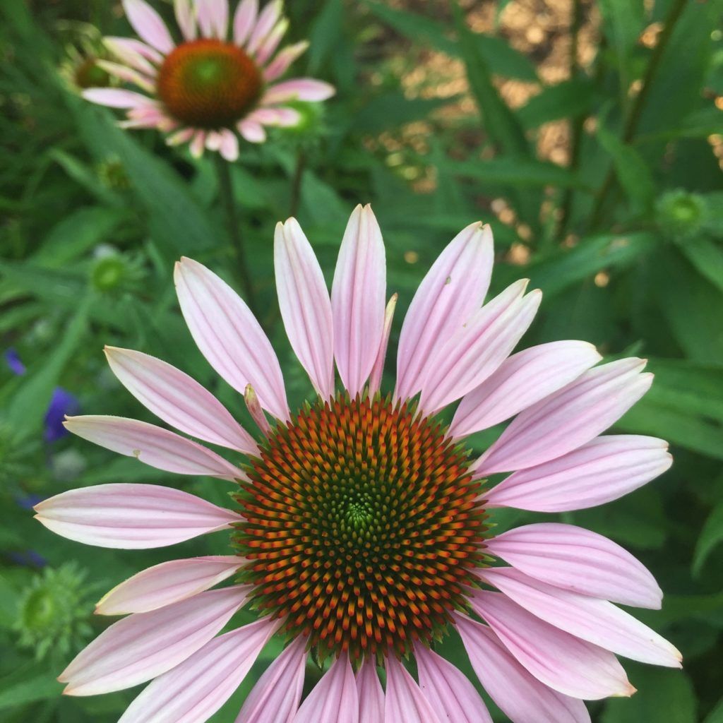 Purple Coneflower.