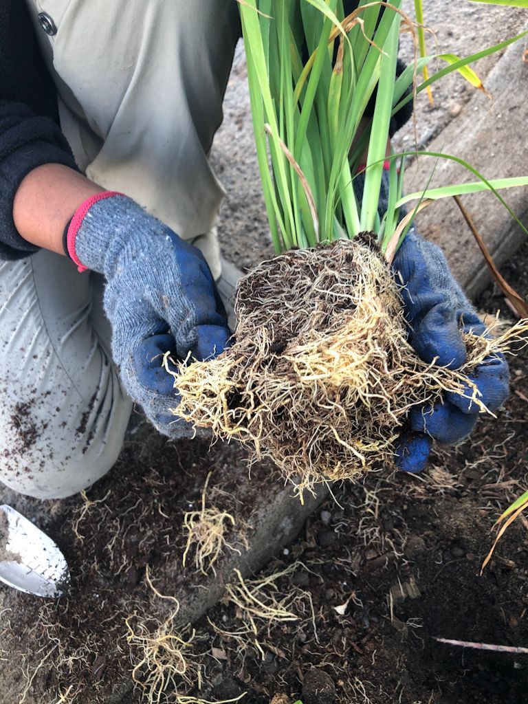 Deep root systems.
