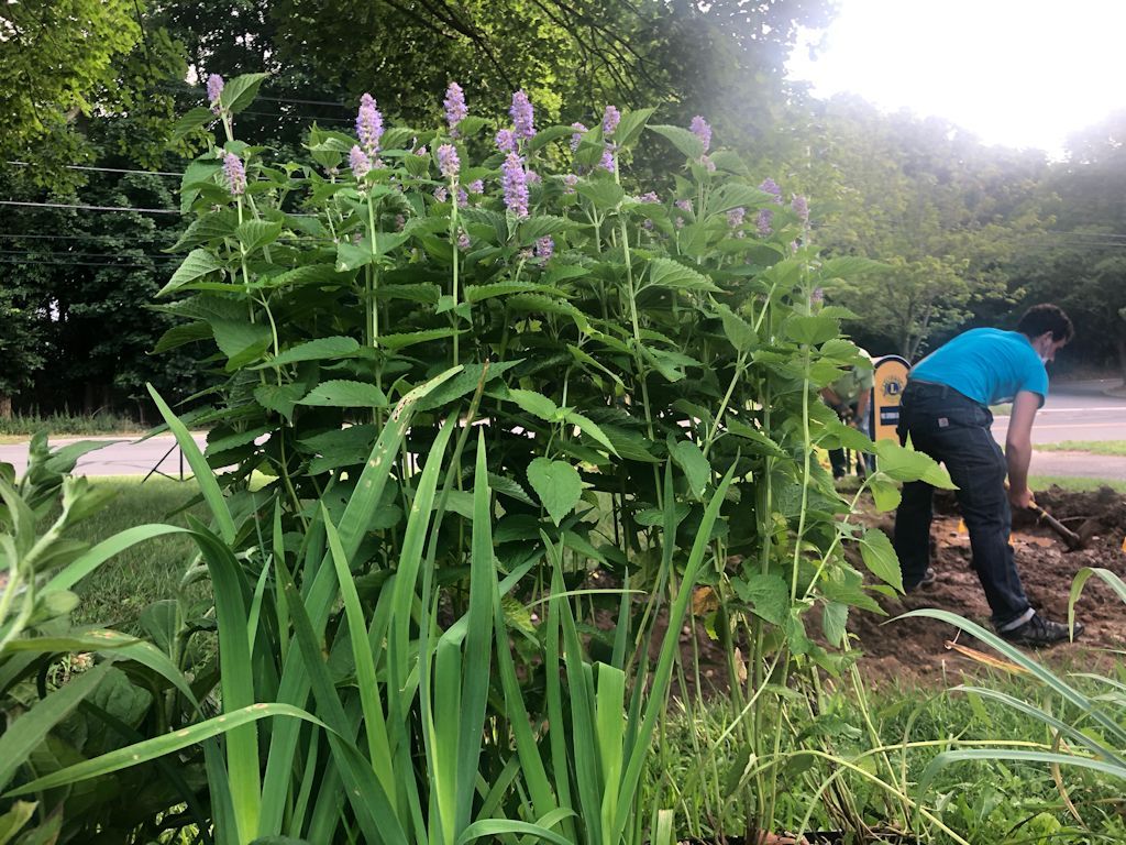 The beauty and the fragrance of Agastache foeniculum in bloom