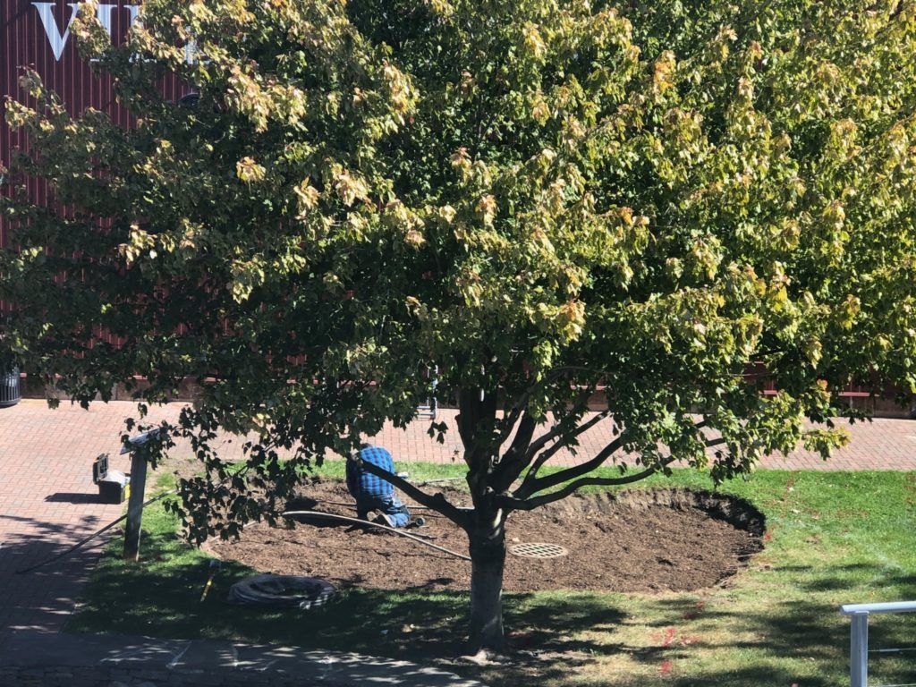 Removing irrigation hoses no longer needed.