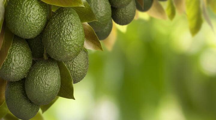PESCADERÍA EL NIÑO QUE VINO DEL MAR - AGUACATES