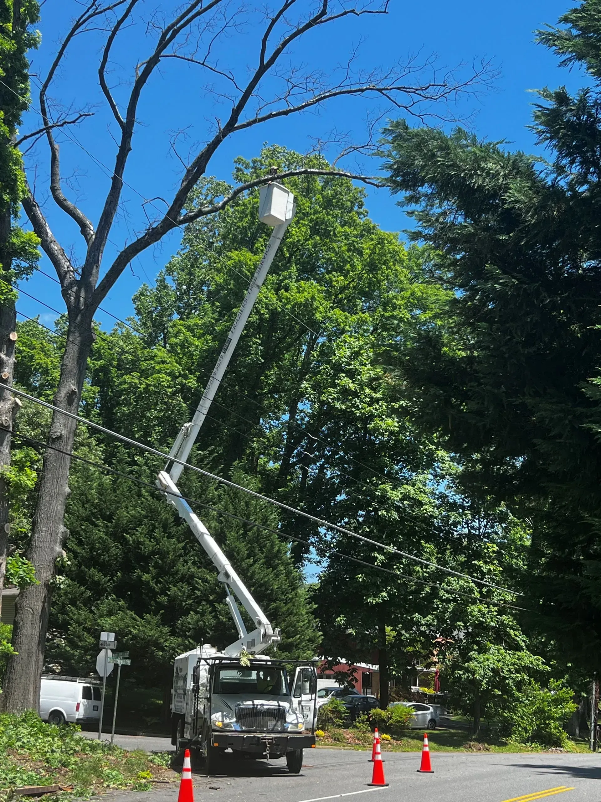 Truck with extended lift trimming a tree on a sunny road, with traffic cones.