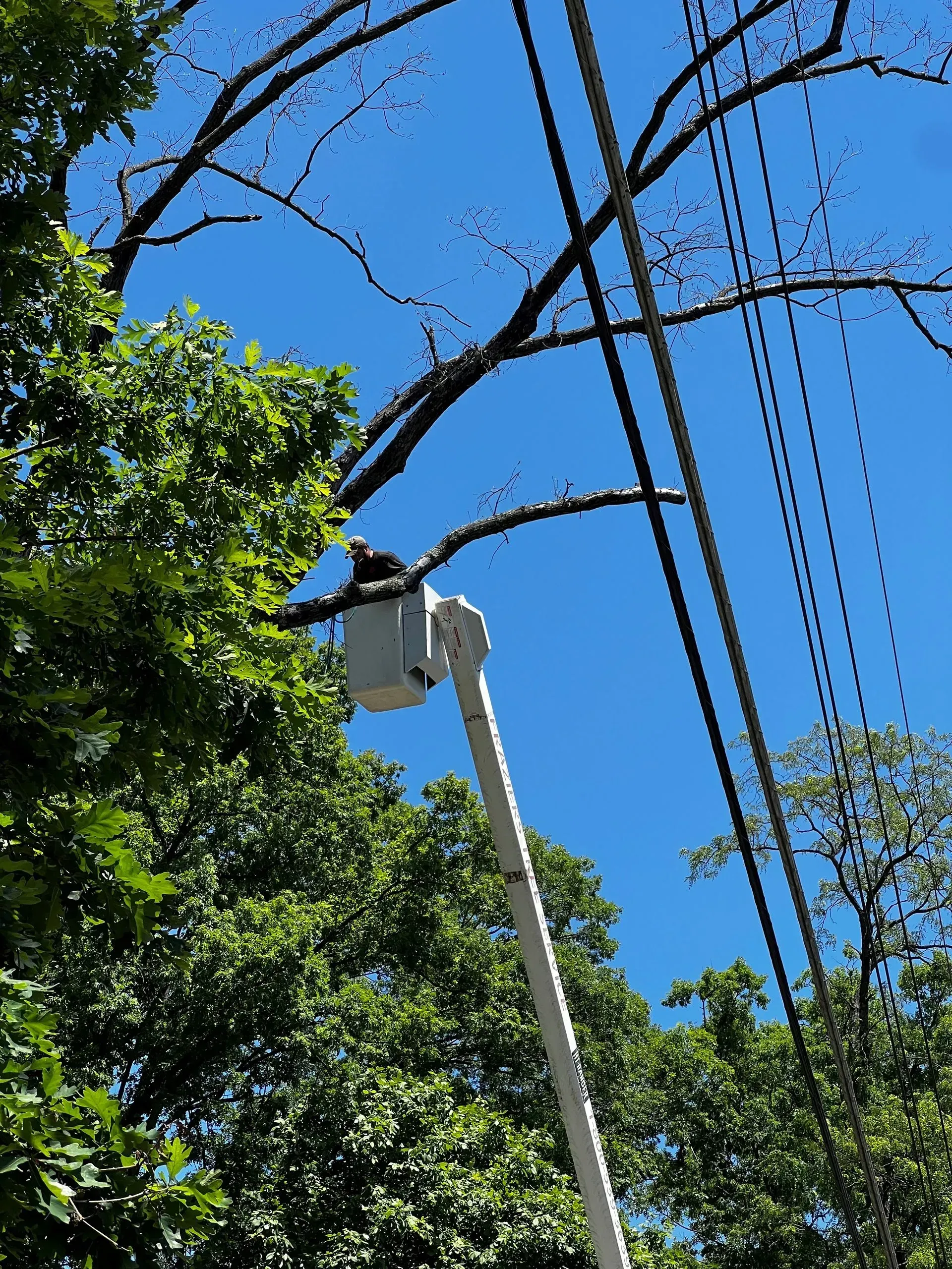Bucket truck trimming tree branches near power lines against a blue sky.