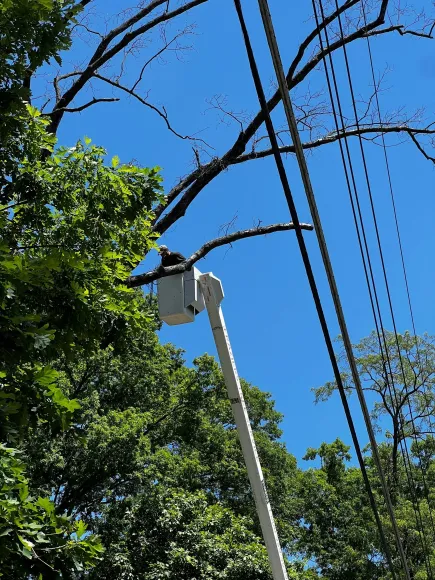 Bucket truck trimming tree branches near power lines against a blue sky.