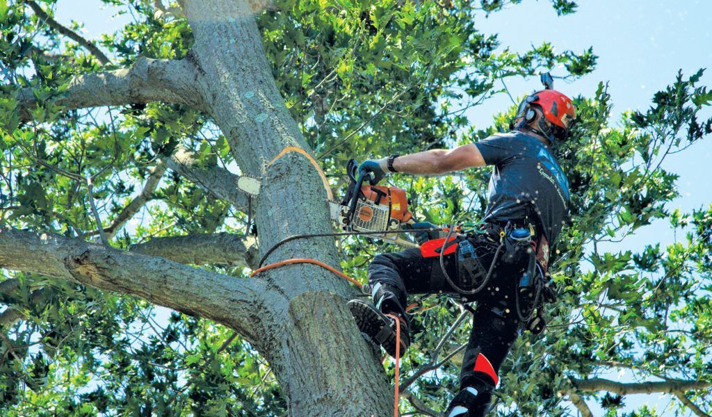Arborist cutting a tree branch with a chainsaw, secured with safety harness, outdoors.