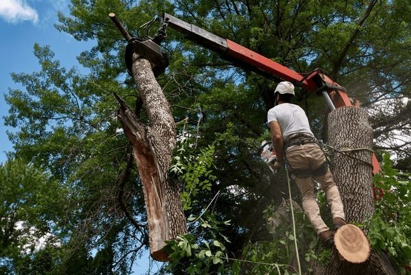 Man cutting tree with a chainsaw, supported by a crane in a sunny outdoor setting.