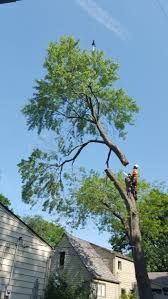 Arborist trimming a tall tree in a residential area, sunny day.