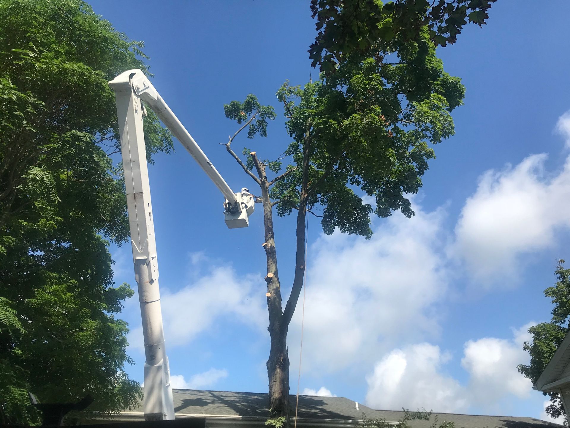 Tree trimming in progress; a white lift reaches a tree against a blue sky.