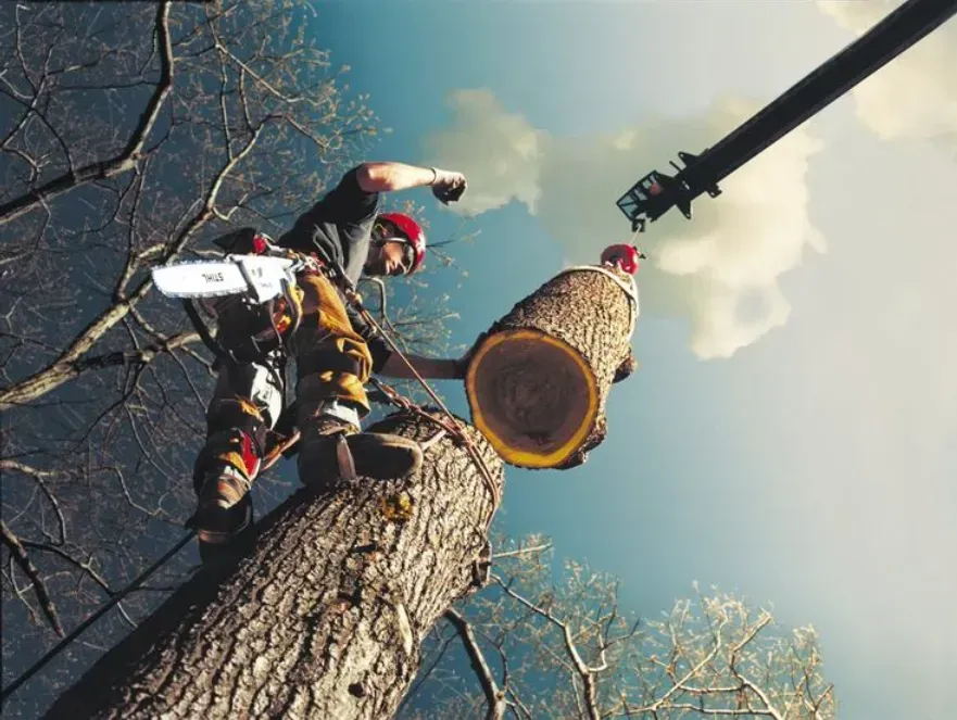 Arborist cutting a tree branch with a chainsaw, suspended in the air against a blue sky.