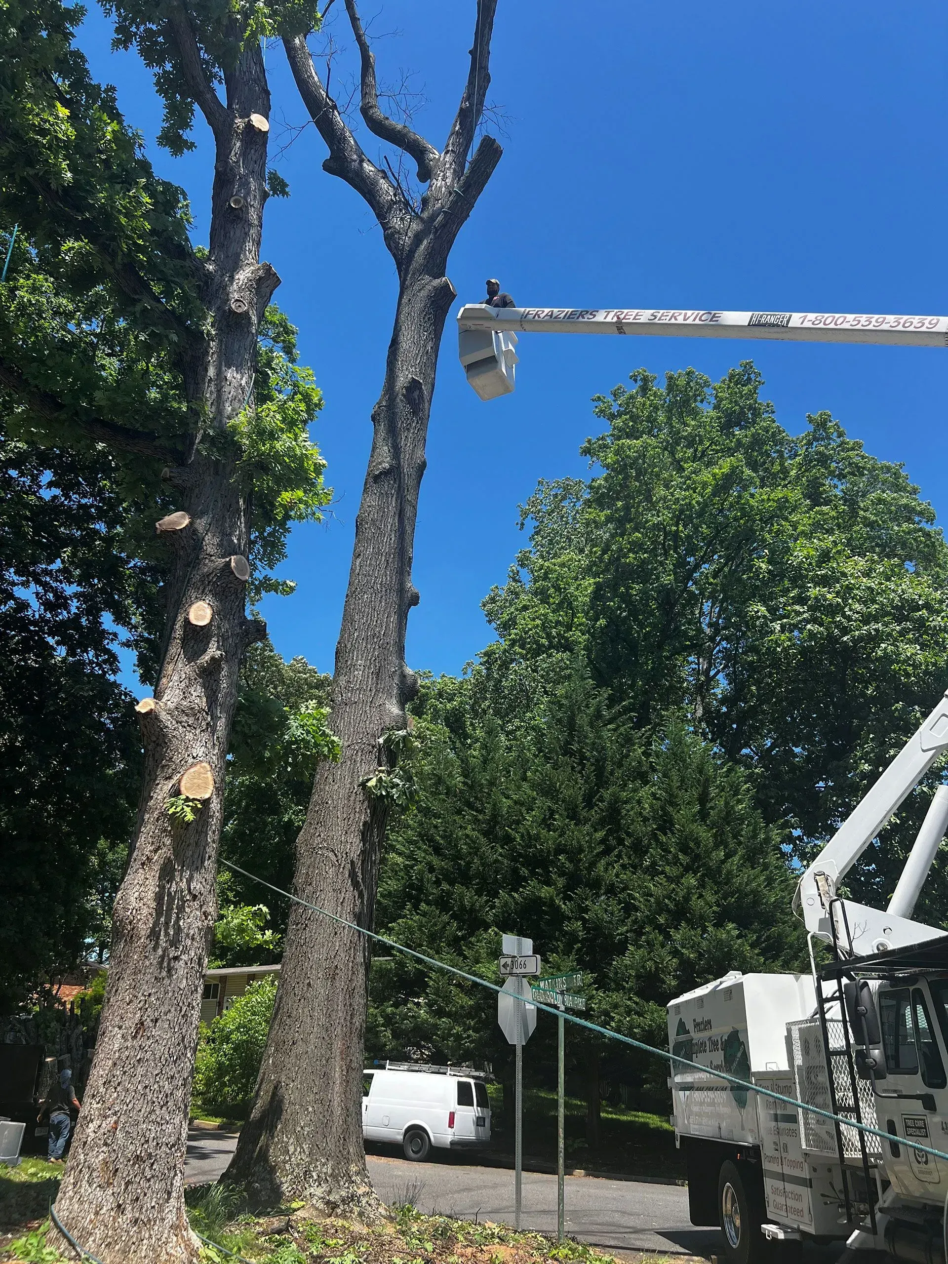 Two trees being trimmed by a lift truck on a sunny day; a white van parked nearby.