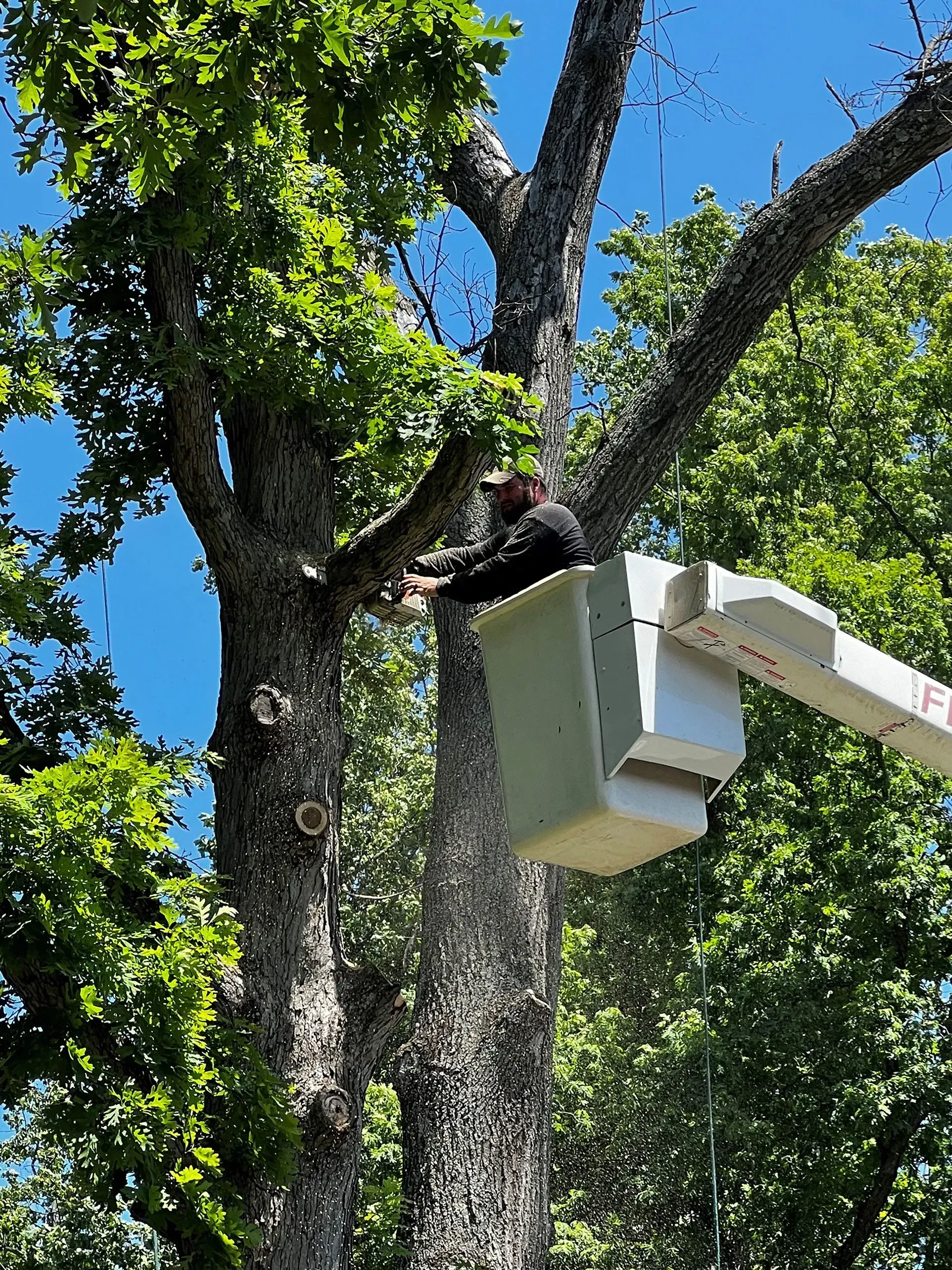 A person in a bucket lift trims branches from a tall tree on a sunny day.