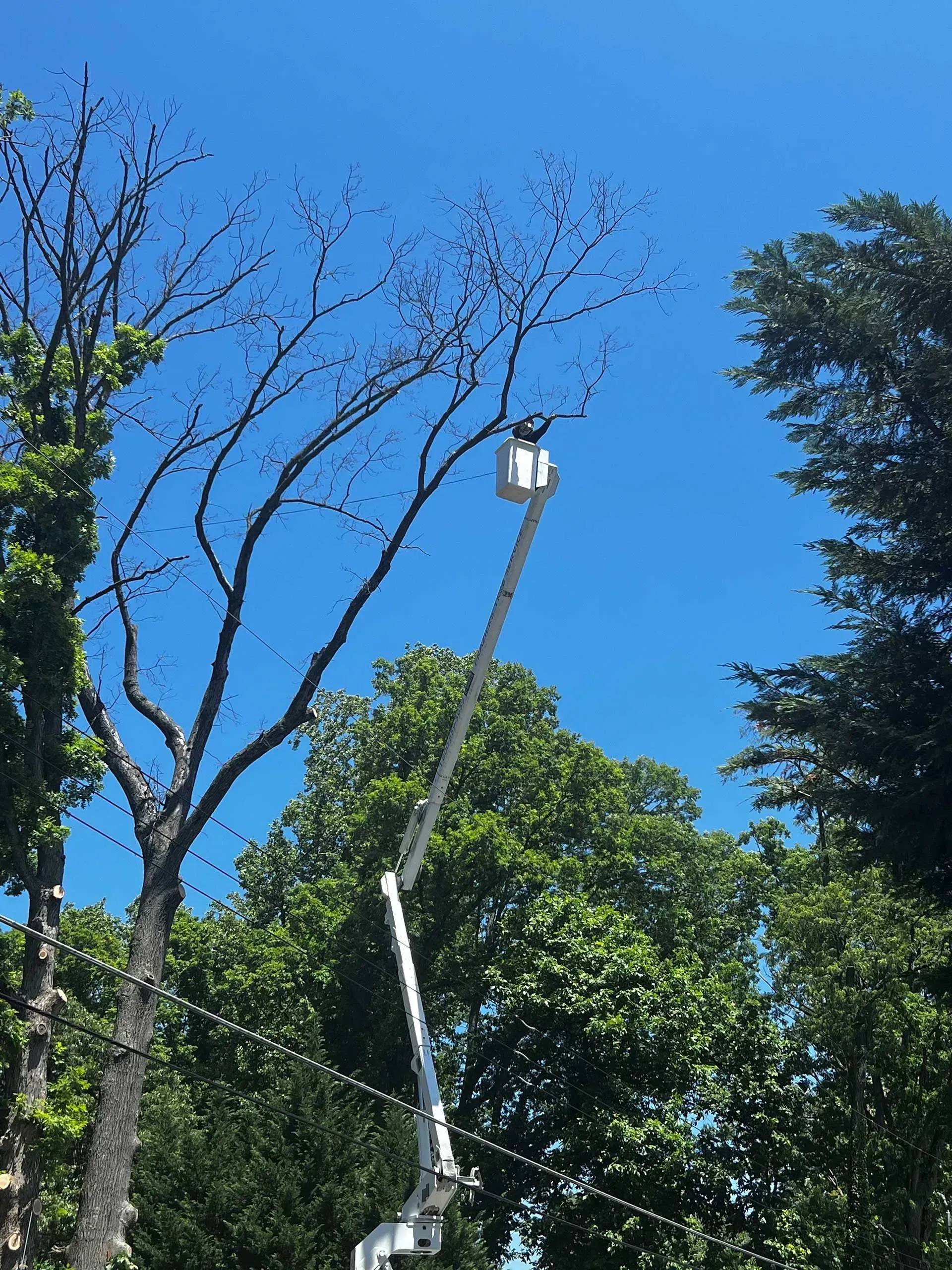 A tree trimming service uses a lift to prune branches against a bright blue sky.