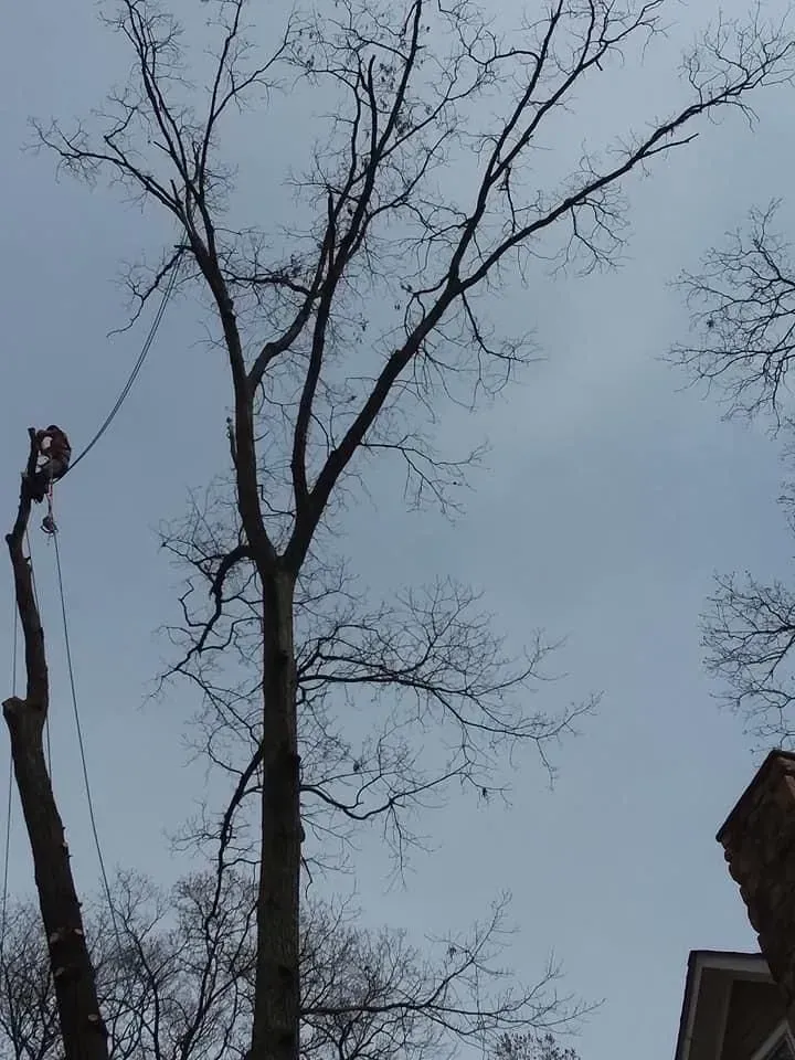 Tree being trimmed by a worker using ropes and pulleys; cloudy sky above.