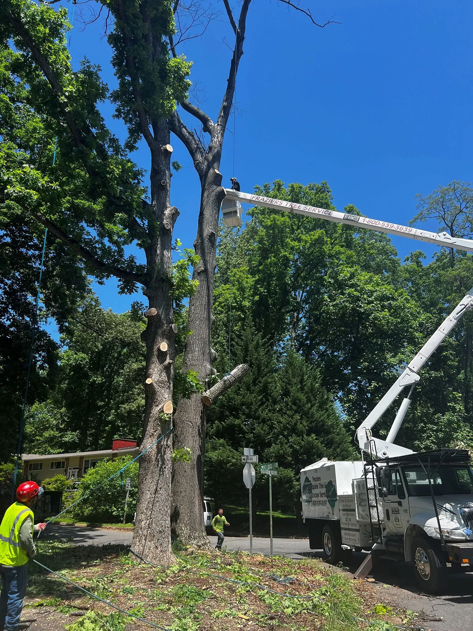 Tree trimming by a utility truck; worker in lift bucket, other workers on the ground. Bright sunny day.