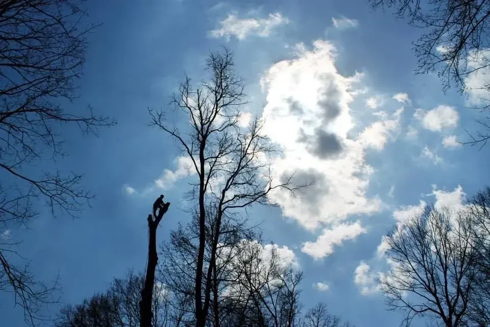 Bare trees silhouetted against a bright blue sky with puffy white clouds.