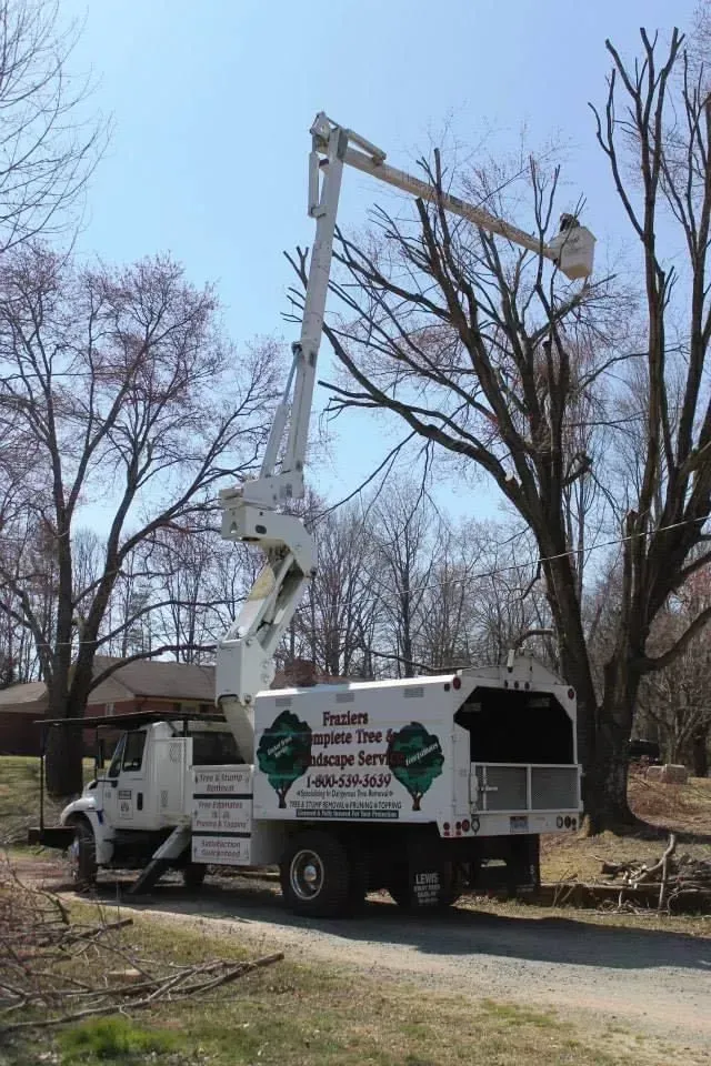 Tree service truck with extended lift trimming a tall tree on a sunny day.