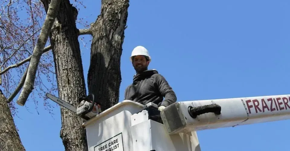 Man in hard hat and bucket lift trimming tree with chainsaw; sunny day.