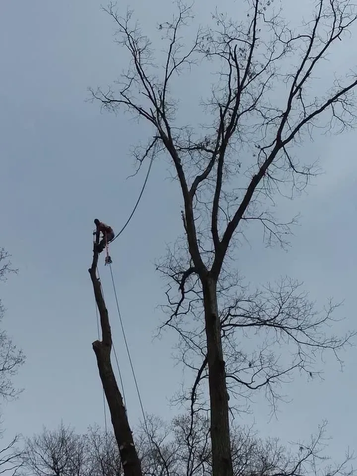 Arborist cutting a tall tree with ropes, against a cloudy sky.
